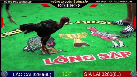 gà chọi c1 com dakpuer|ĐÁ GÀ CHỌI C1 TRỰC TIẾP HÔM NAY 10/05/2024 .
